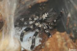 Poecilotheria regalis