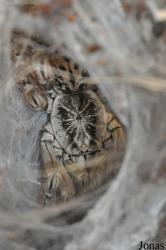 Heteroscodra maculata