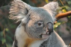 ZooParc de Beauval