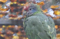 Amazona brasiliensis