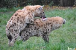 ZooParc de Beauval