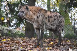 ZooParc de Beauval