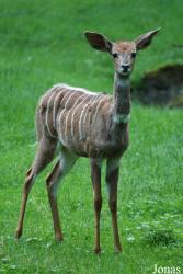 Zoo Schmiding