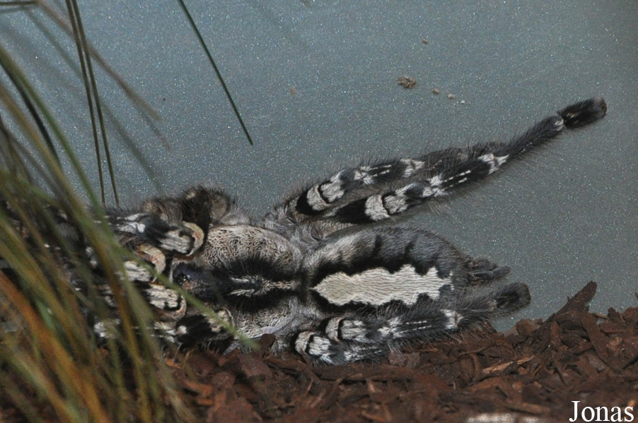 Zoo Schmiding