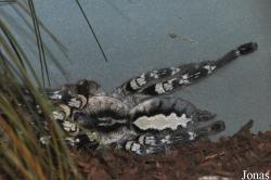 Zoo Schmiding