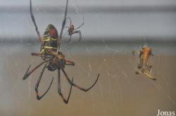 Nephila senegalensis