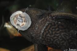 Acanthicus adonis