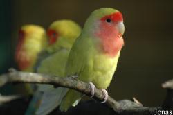 Agapornis roseicollis