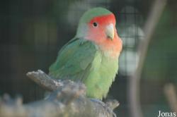 Zoo Linz