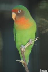 Zoo Linz