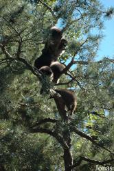 Wildpark Altenfelden
