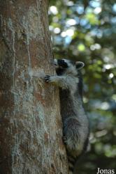 Wildpark Altenfelden