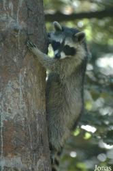 Wildpark Altenfelden