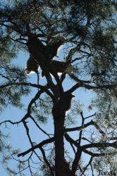 Wildpark Altenfelden