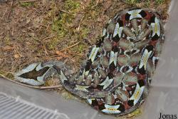 Krokodýlí Zoo Protivín