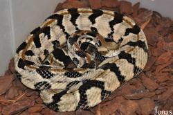 Krokodýlí Zoo Protivín