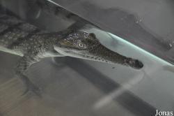 Krokodýlí Zoo Protivín