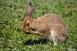 Lepus europaeus