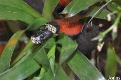 Lampropeltis triangulum sinaloae