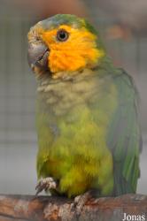 Eupsittula pertinax pertinax