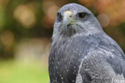 Geranoaetus melanoleucus