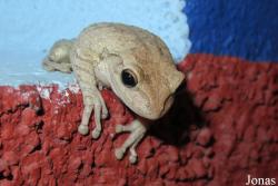Osteopilus septentrionalis