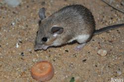 Acomys cahirinus hunteri