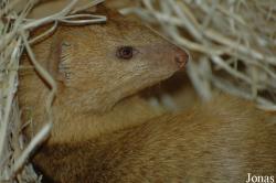 Zoologická a botanická zahrada města Plzně