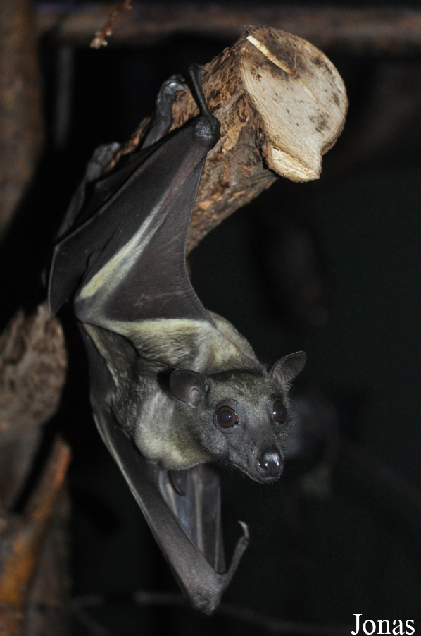 Zoologická a botanická zahrada města Plzně