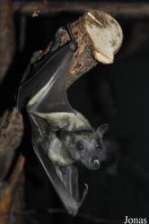 Zoologická a botanická zahrada města Plzně