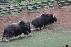 Zoologická a botanická zahrada města Plzně