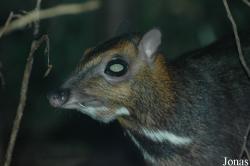 Zoologická a botanická zahrada města Plzně