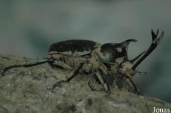 Allomyrina dichotoma