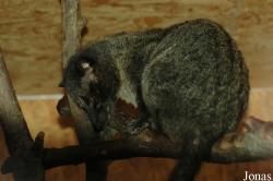 Paradoxurus philippinensis