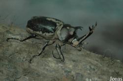 Shanghai Natural Wild-Insect Kingdom