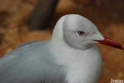 Chroicocephalus cirrocephalus poiocephalus