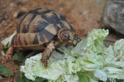 Zoologická a botanická zahrada města Plzně