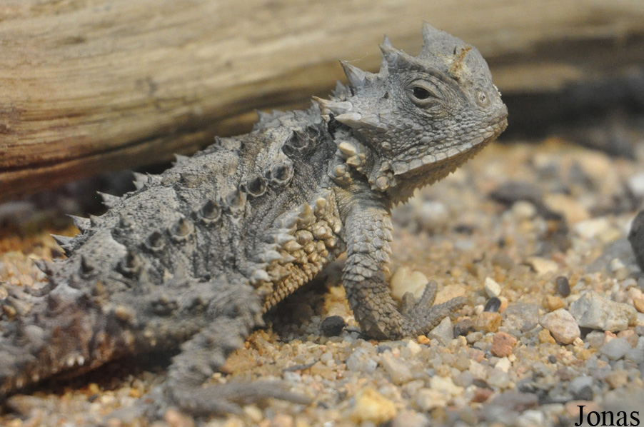 Zoologická a botanická zahrada města Plzně