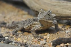 Zoologická a botanická zahrada města Plzně