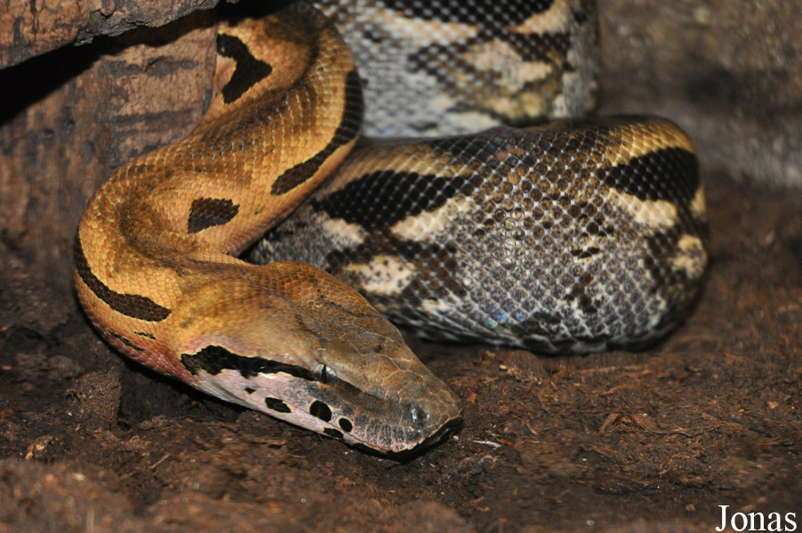 Jirí Trávnícek Breeding Centre (P)