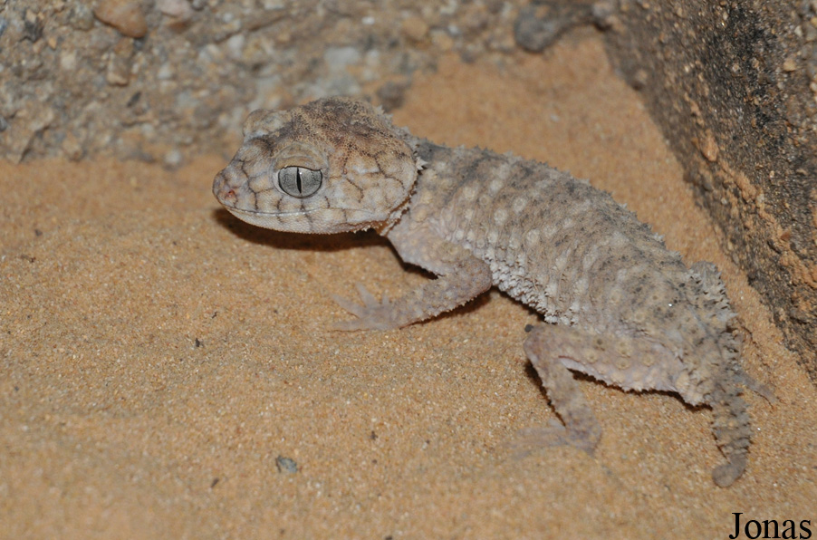 Jirí Trávnícek Breeding Centre (P)