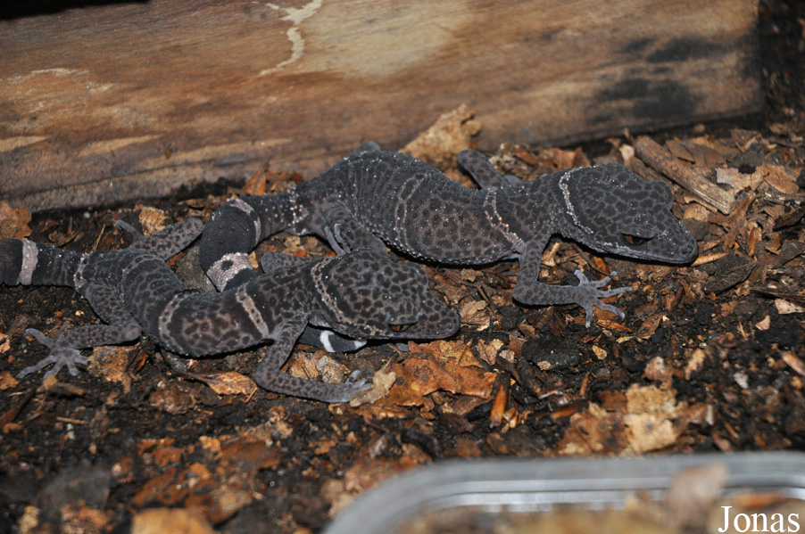 Jirí Trávnícek Breeding Centre (P)