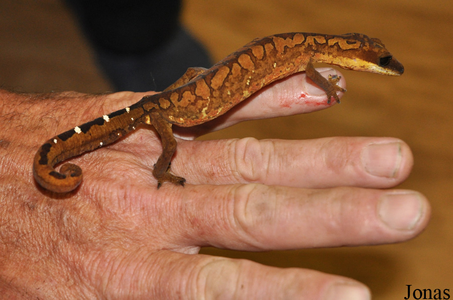 Jirí Trávnícek Breeding Centre (P)
