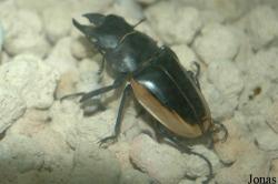Odontolabis sinensis