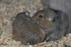 Björn Jordan Breeding Centre (P)