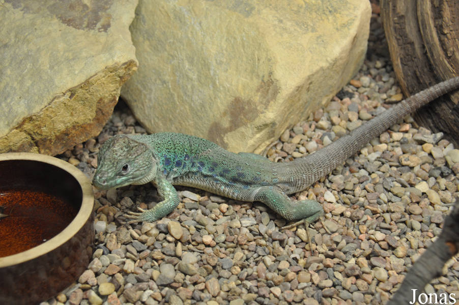 Terarium Praha