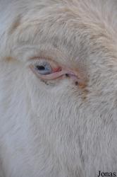 Tierwelt Herberstein