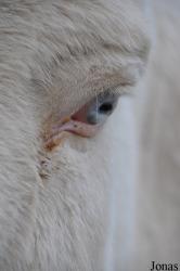 Tierwelt Herberstein