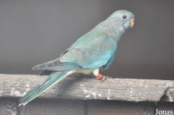 Vogelpark Turnersee