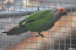 Pyrrhura roseifrons